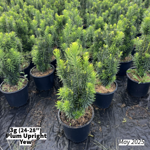 May 2025 3g Plum Upright Yew Group for Website